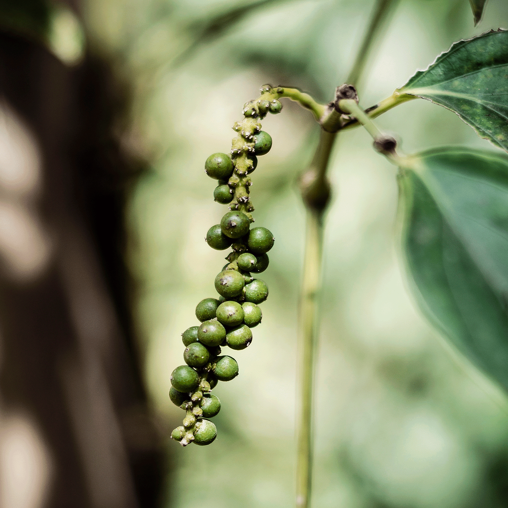 grappe de poivre de kampot qui pousse