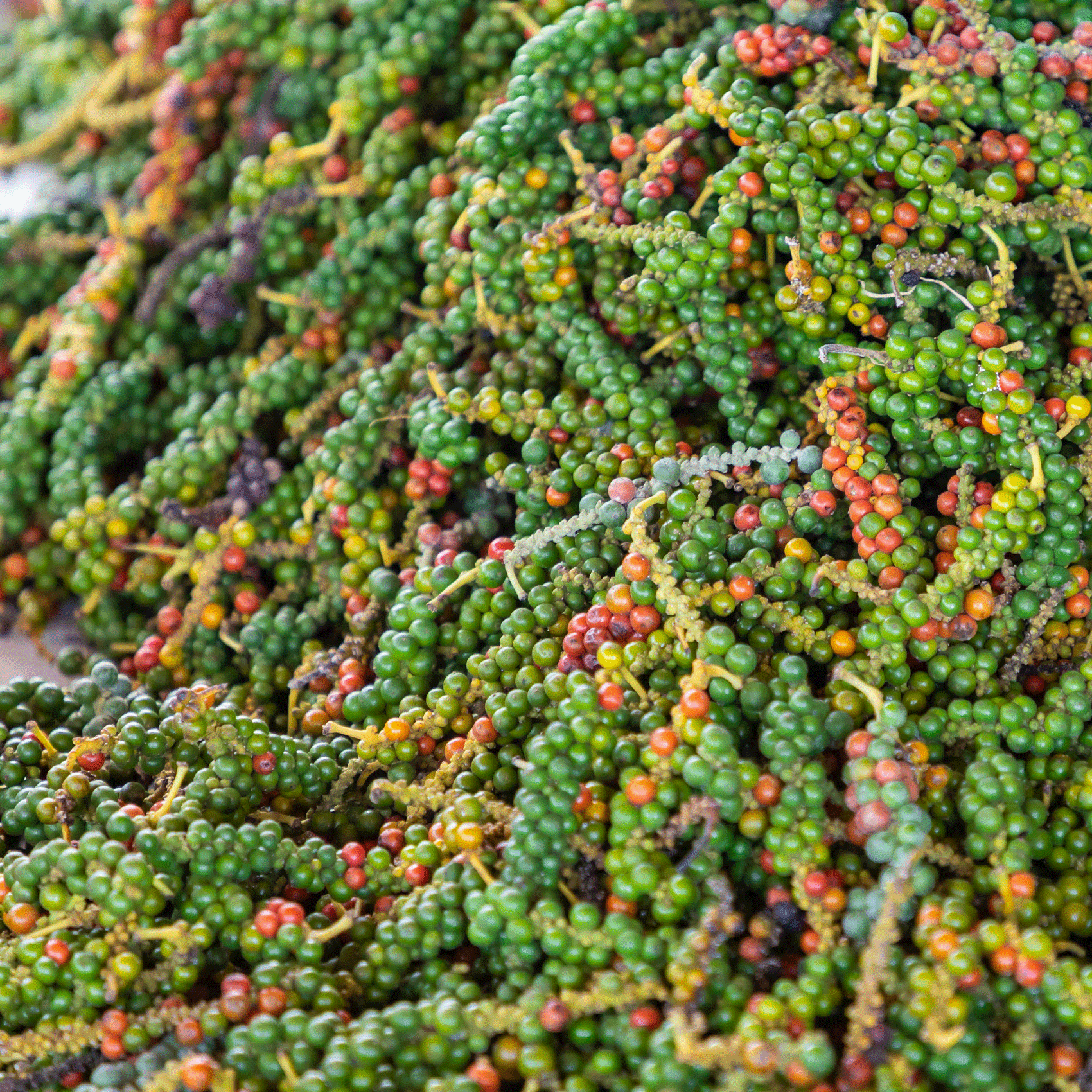 petits grains de poivre de kampot en maturation