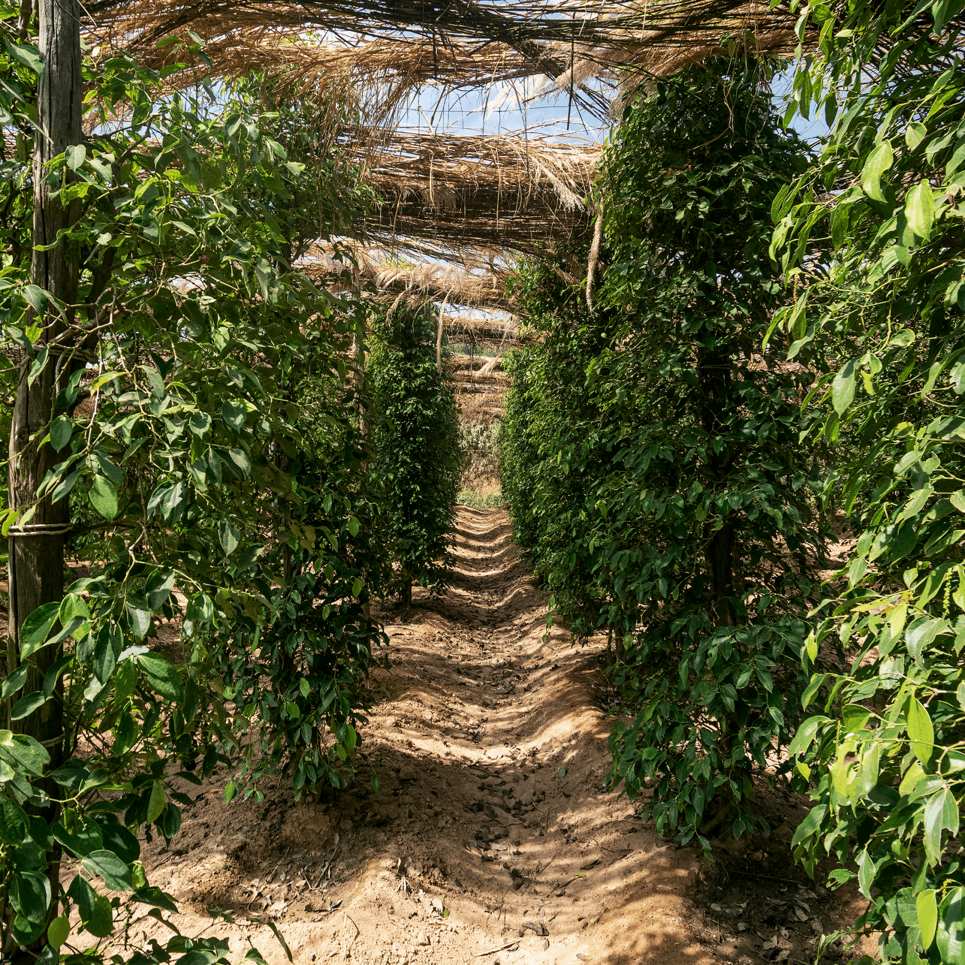 liane de poivrier de chaque coté dans une plantation