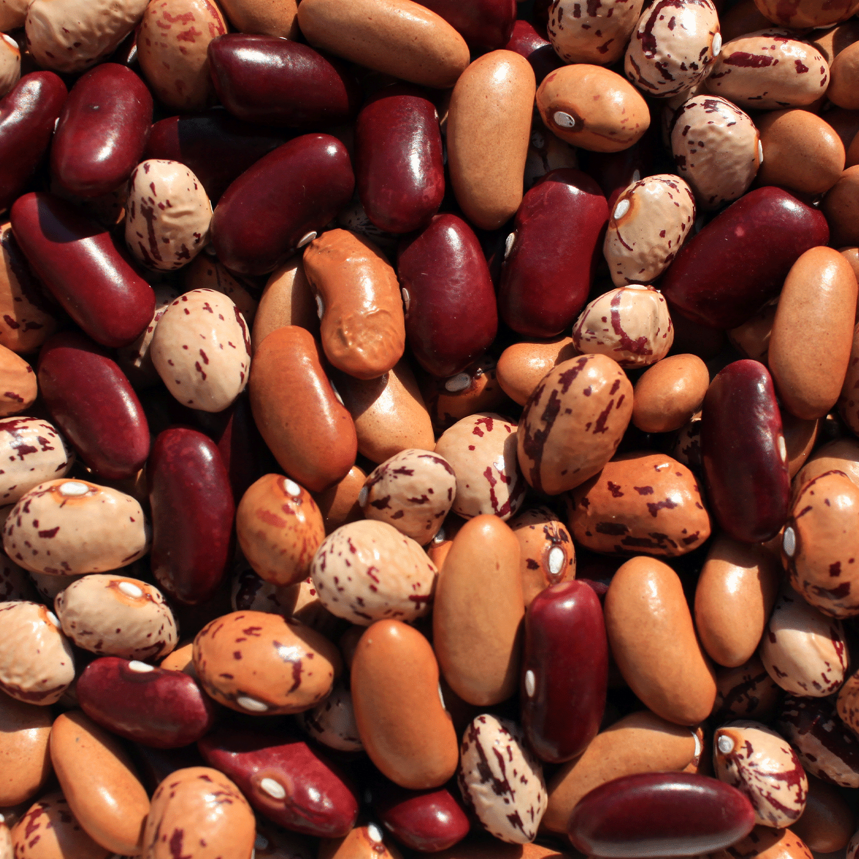 mélanges de légumineuses