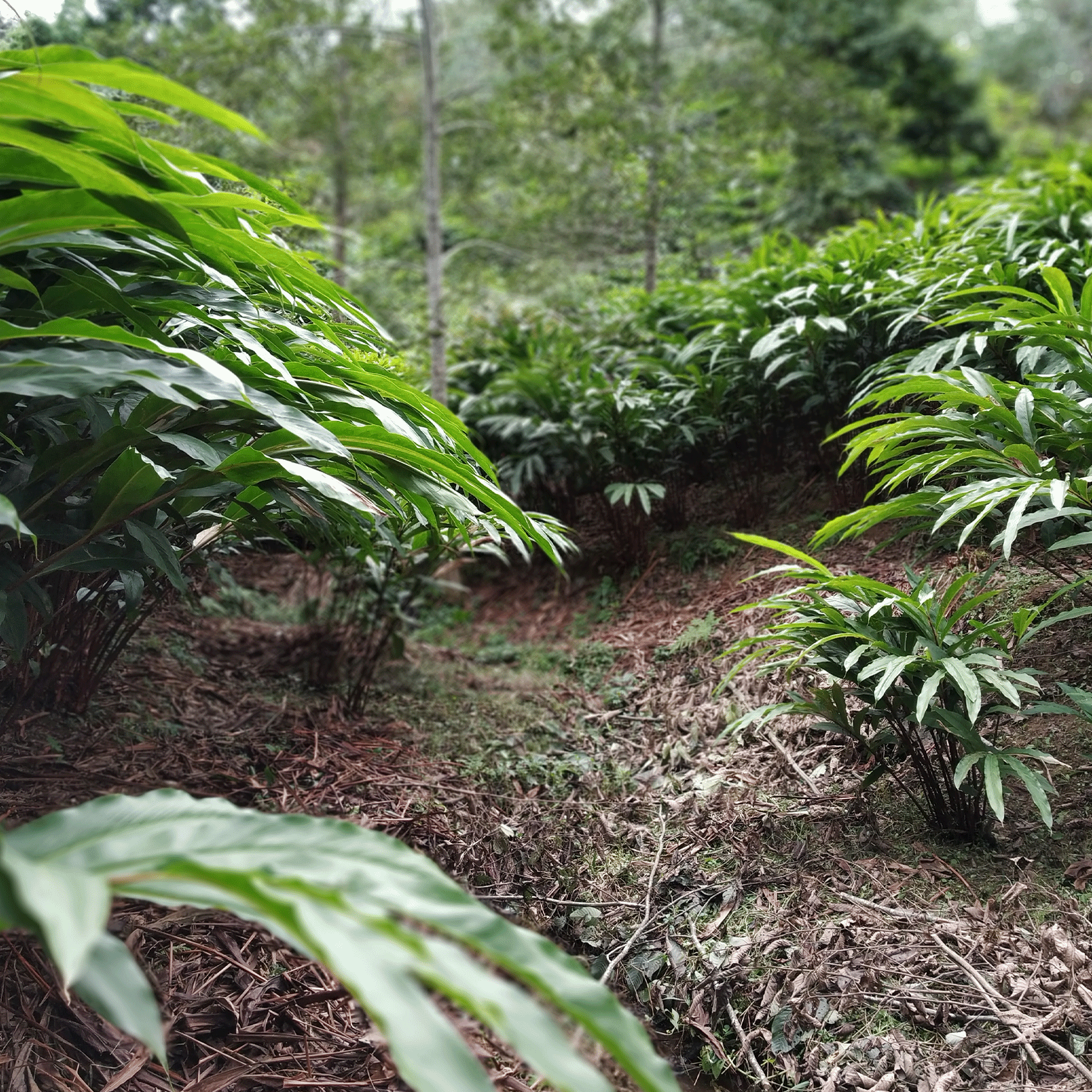 paysage d'un forêt tropicale