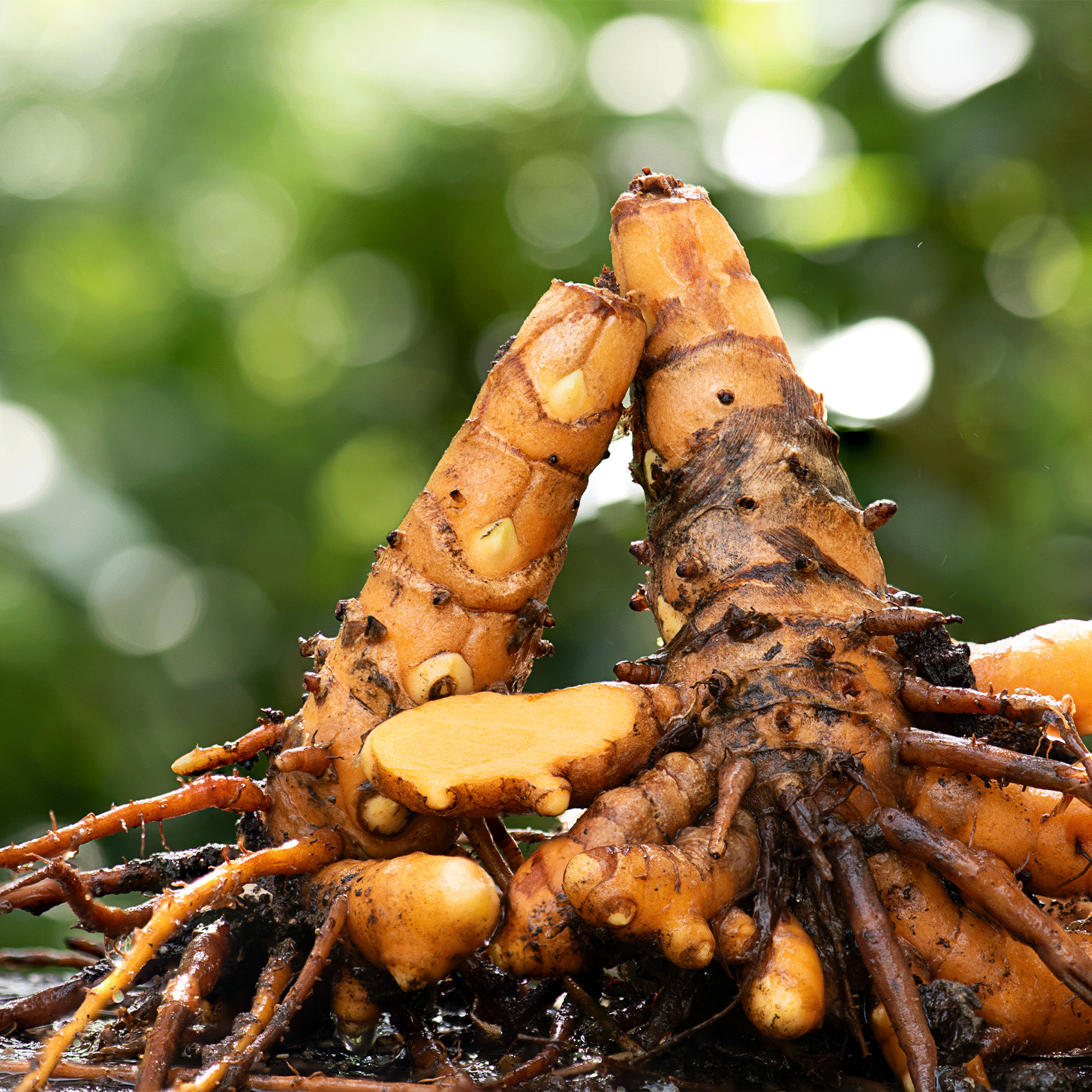 racines de curcuma