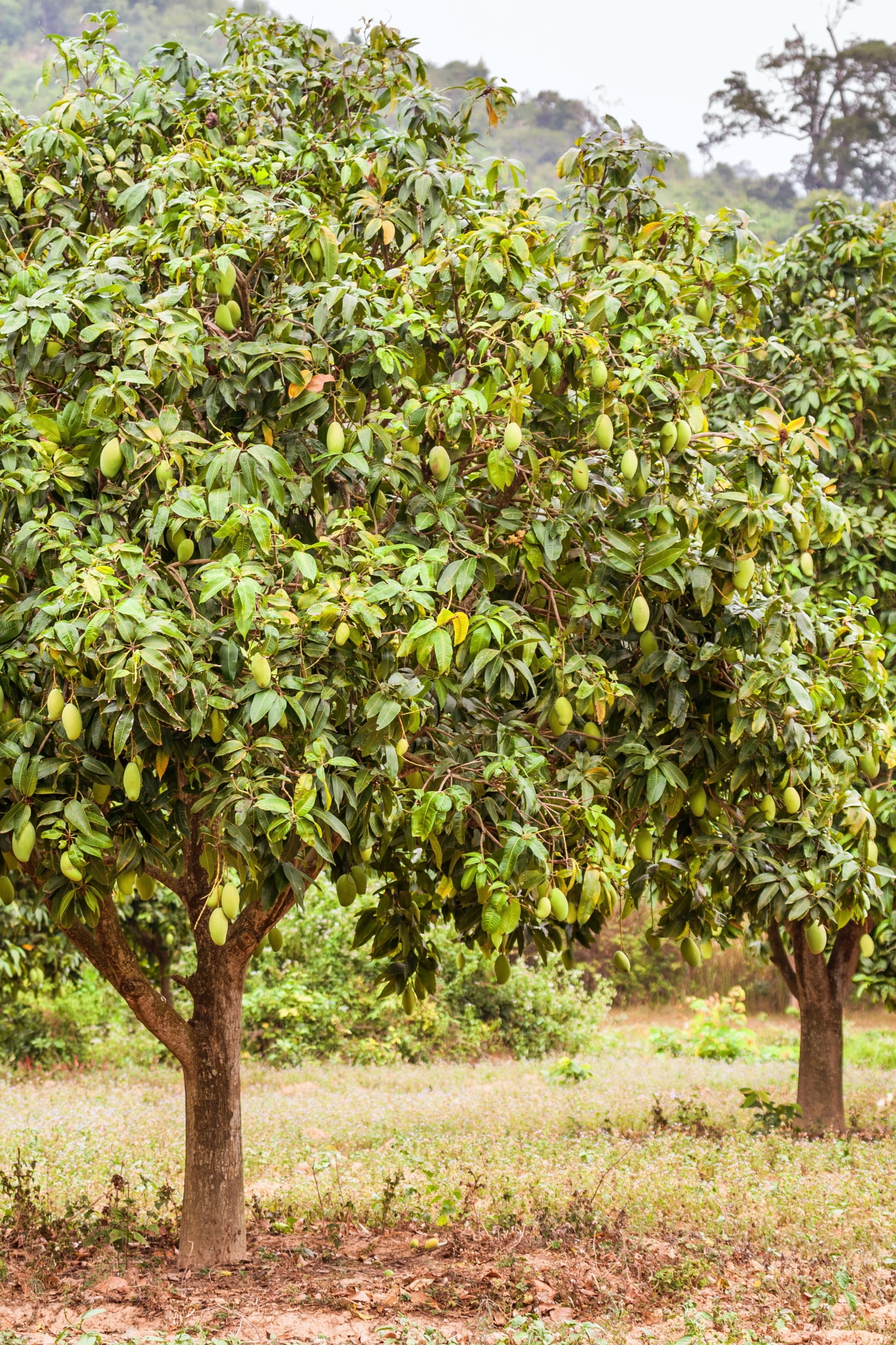 arbre manguier dans une ferme