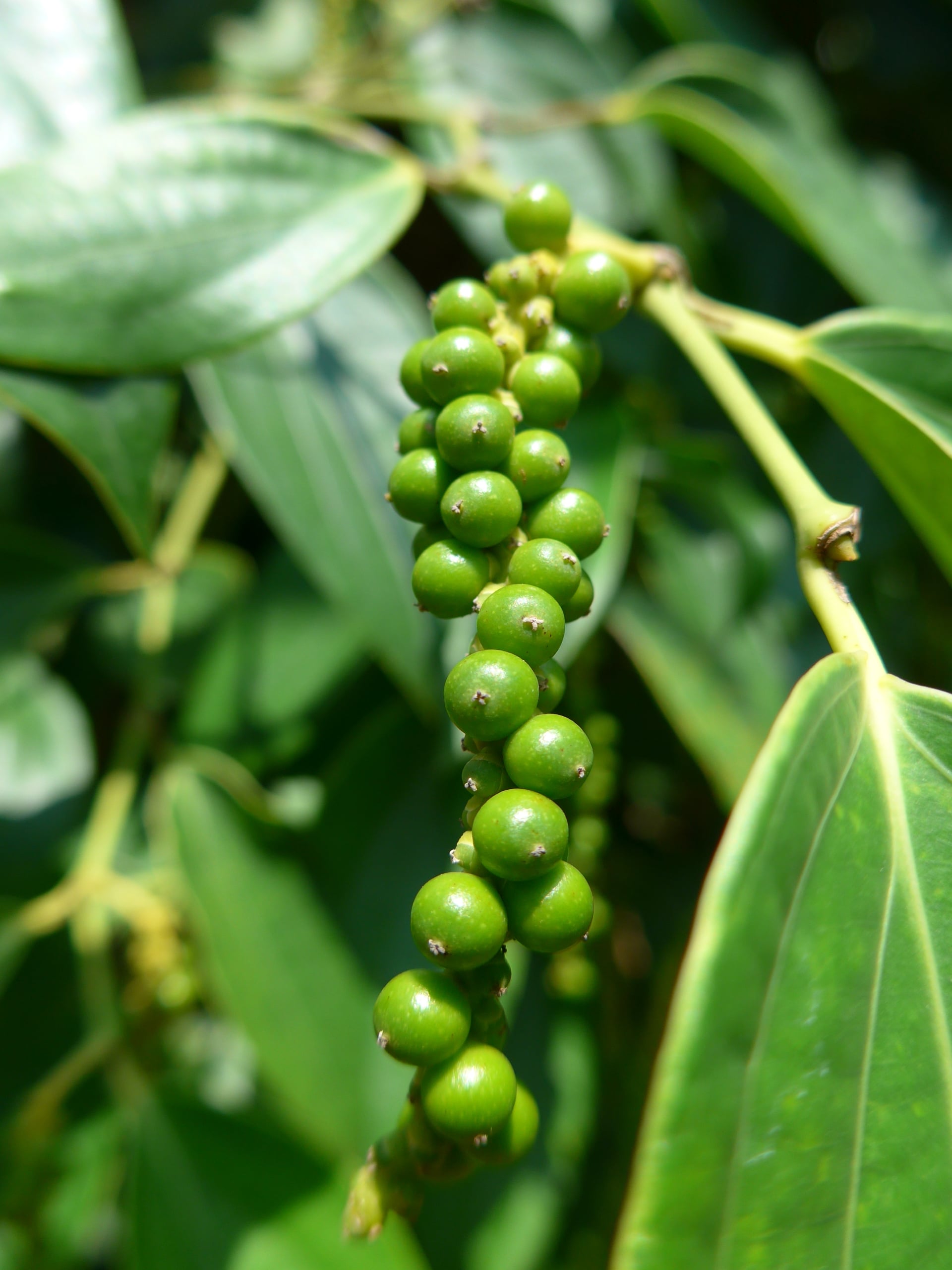 grappes de poivrier en maturation